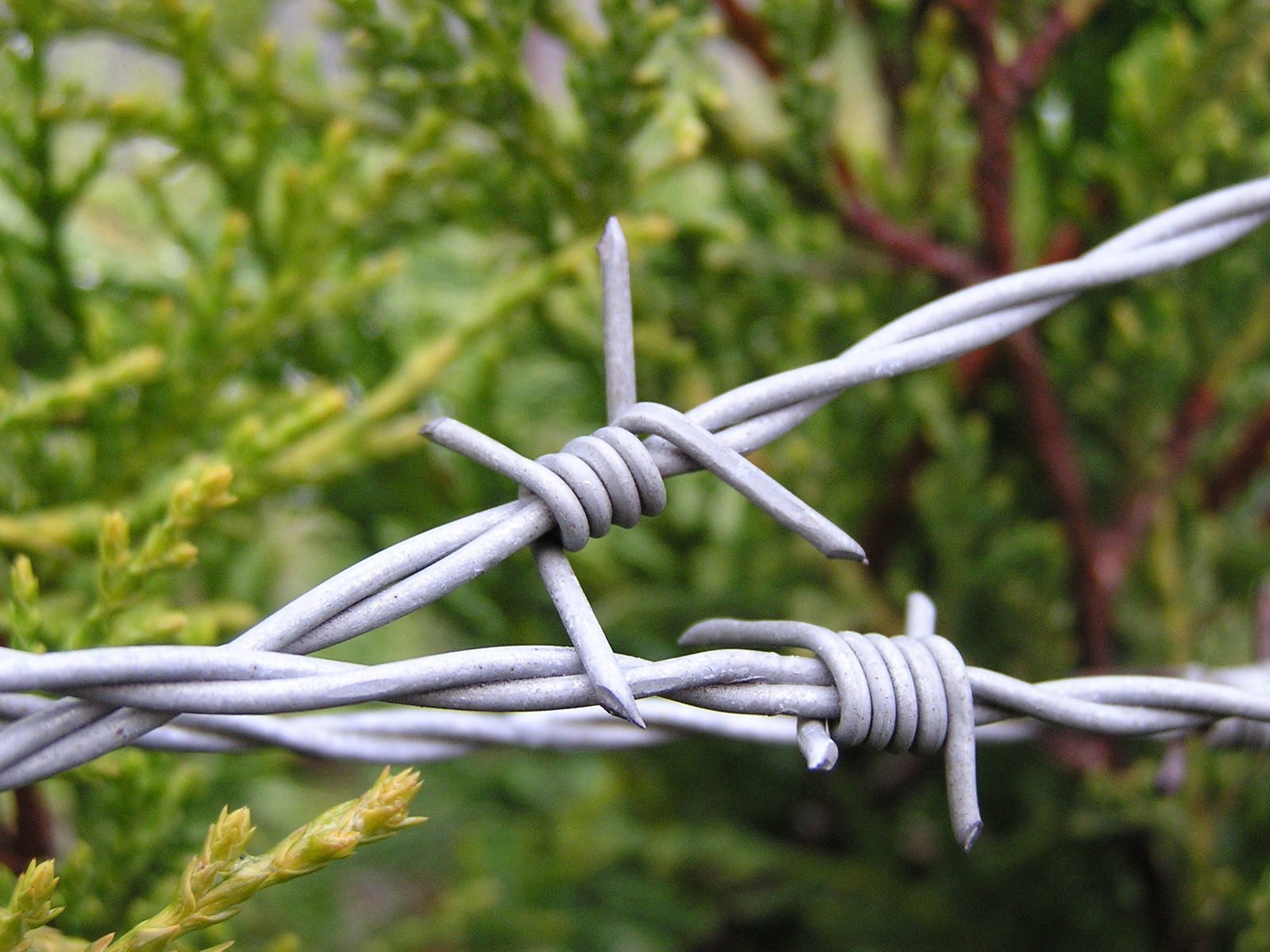 bodljikava žica